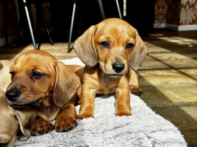 Dachshund (Smooth Haired)