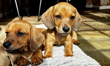 Dachshund (Smooth Haired)