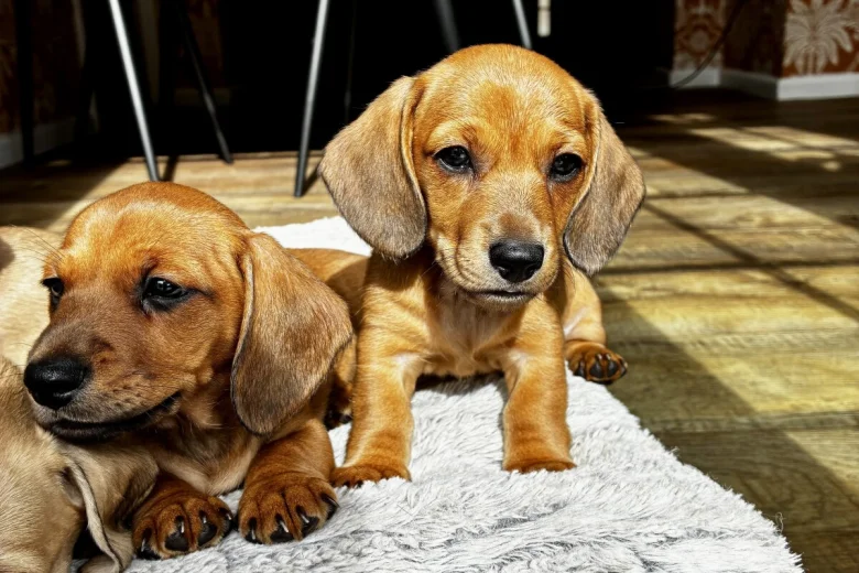 Dachshund (Smooth Haired)