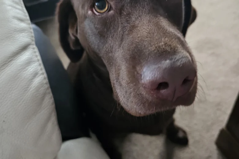 Labrador Retriever
