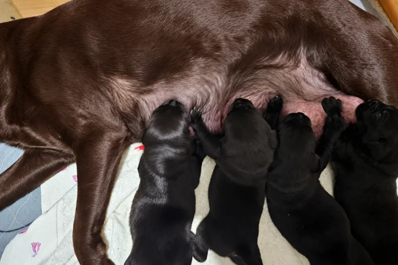 Labrador Retriever