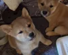 Japanese Shiba Inu