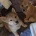Japanese Shiba Inu