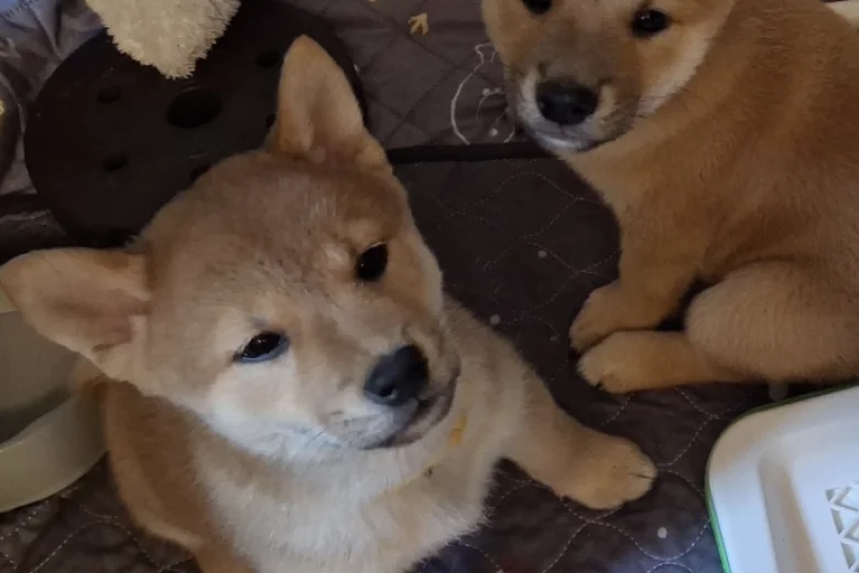 Japanese Shiba Inu