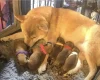 Japanese Shiba Inu