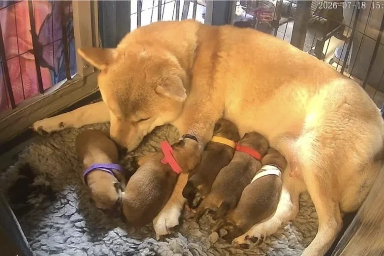 Japanese Shiba Inu