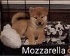 Japanese Shiba Inu
