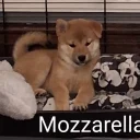 Japanese Shiba Inu
