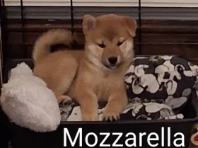 Japanese Shiba Inu