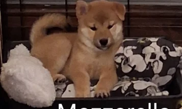 Japanese Shiba Inu