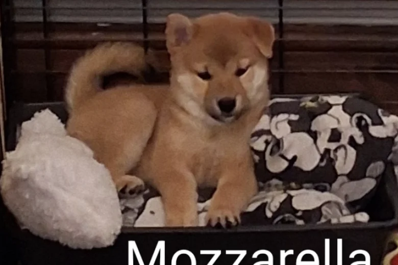 Japanese Shiba Inu