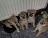 Japanese Shiba Inu