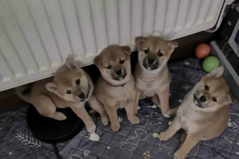 Japanese Shiba Inu