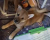 Japanese Shiba Inu