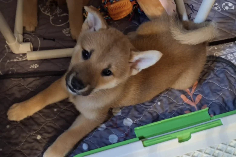 Japanese Shiba Inu