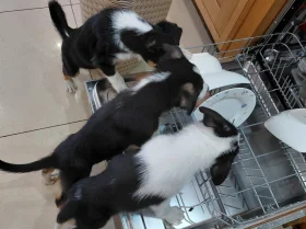 Border Collie