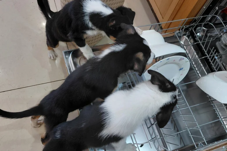 Border Collie