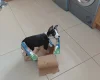 Border Collie