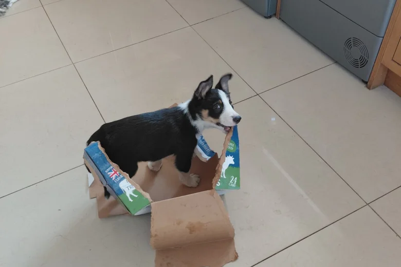 Border Collie