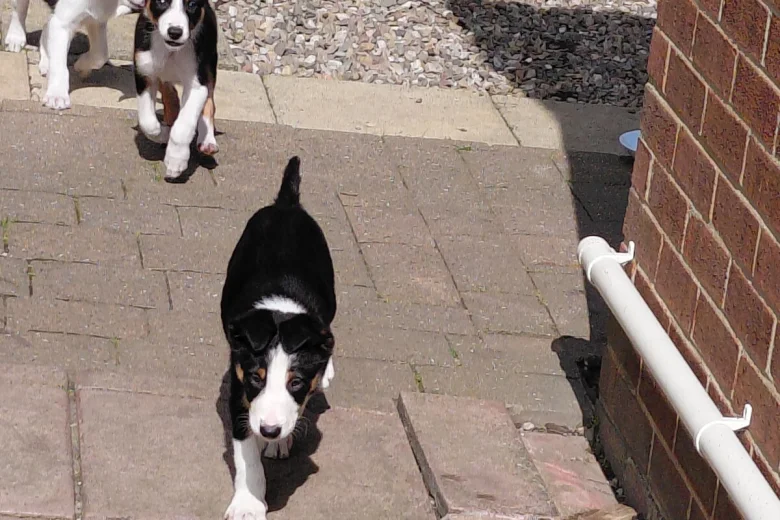 Border Collie