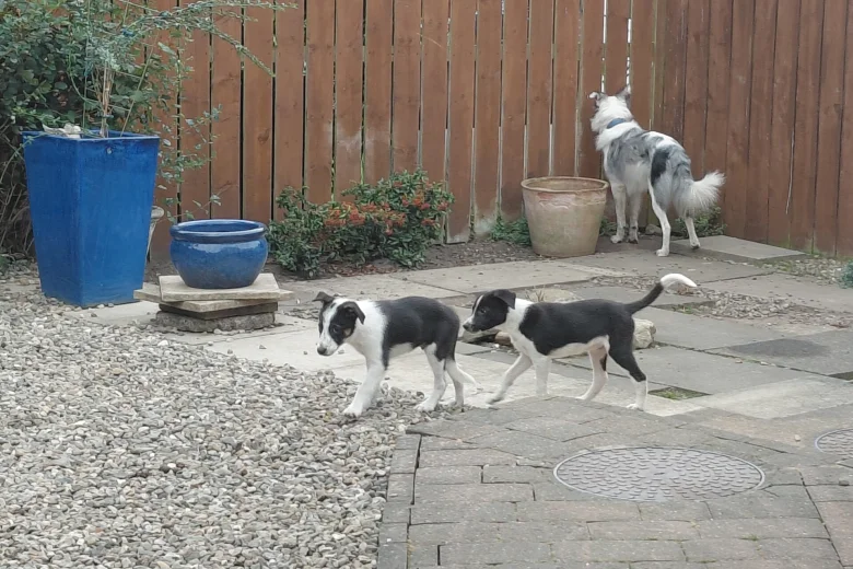 Border Collie