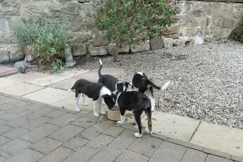 Border Collie