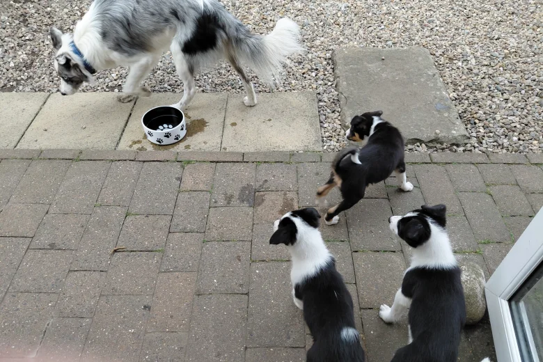 Border Collie