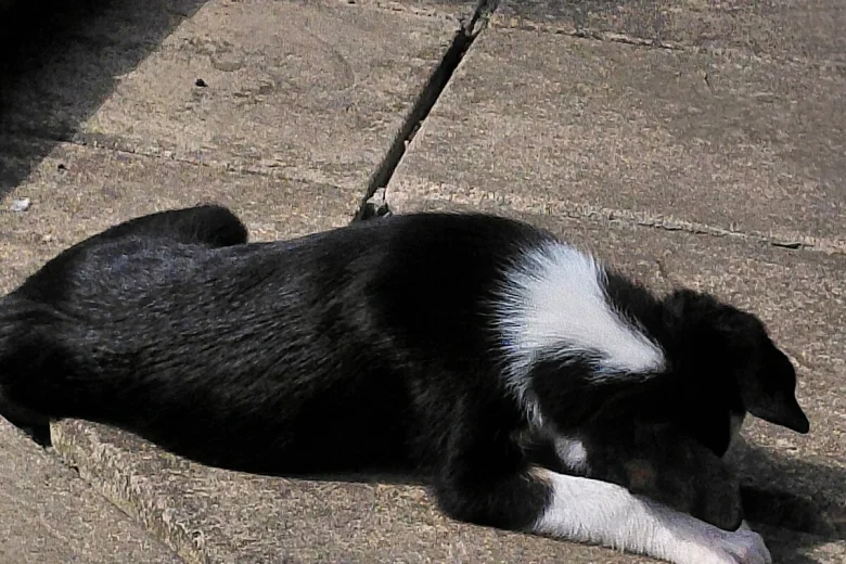 Border Collie