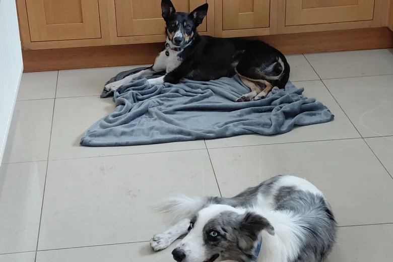 Border Collie
