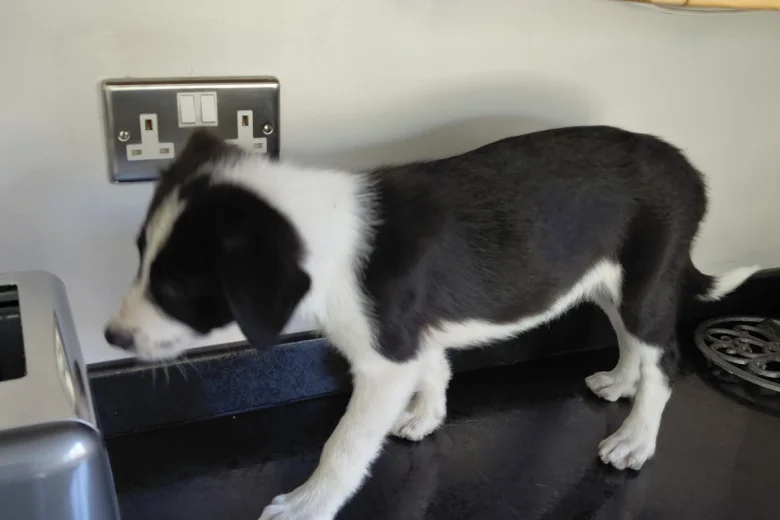 Border Collie