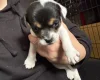 Mixed Breed