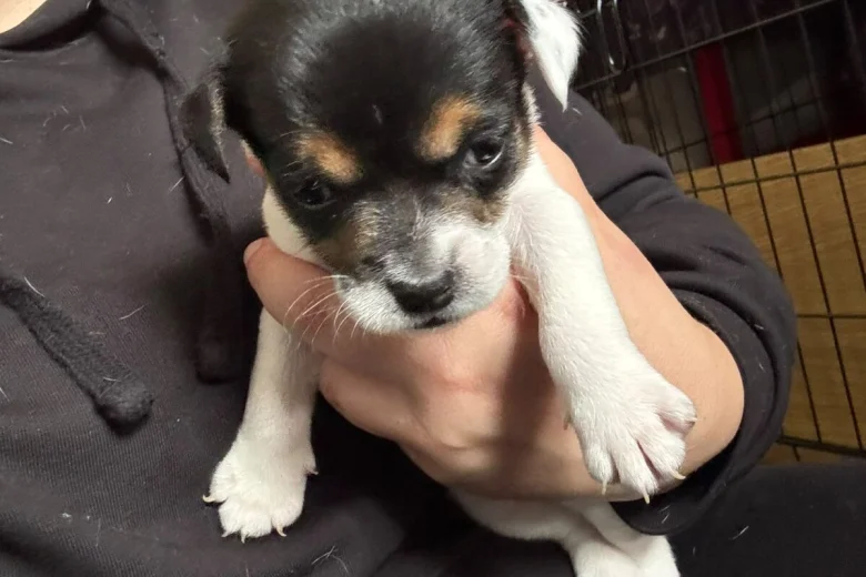 Mixed Breed