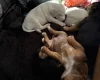 Mixed Breed