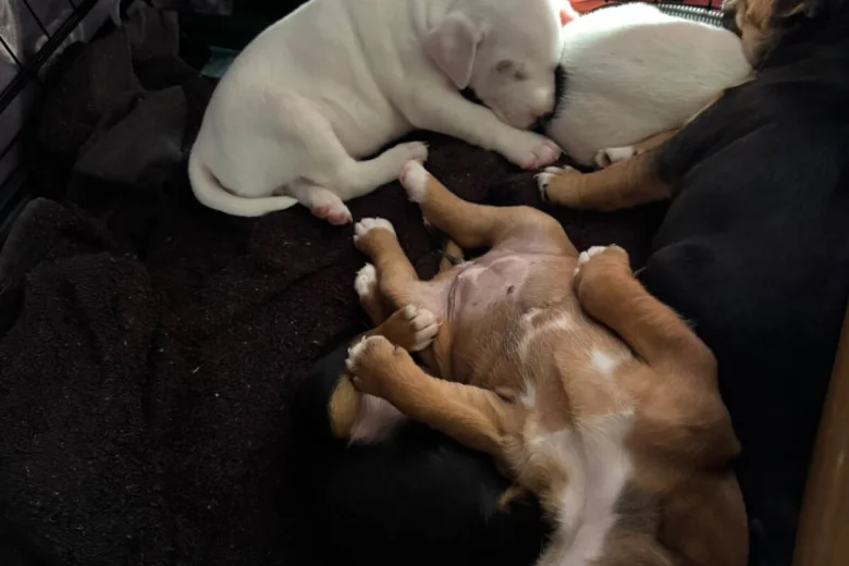 Mixed Breed