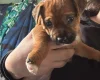 Mixed Breed
