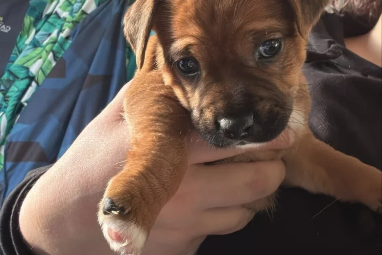 Mixed Breed
