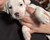 Mixed Breed