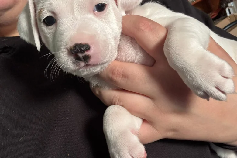 Mixed Breed