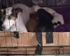 Mixed Breed