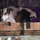 Mixed Breed