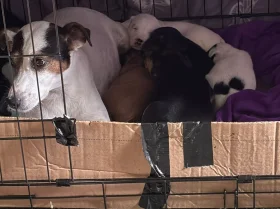 Mixed Breed