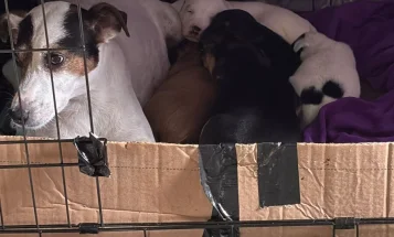 Mixed Breed