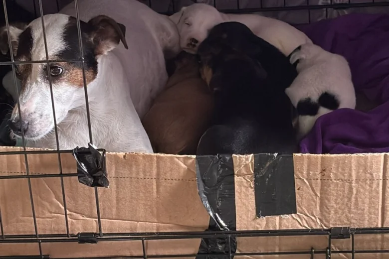 Mixed Breed
