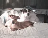 Mixed Breed