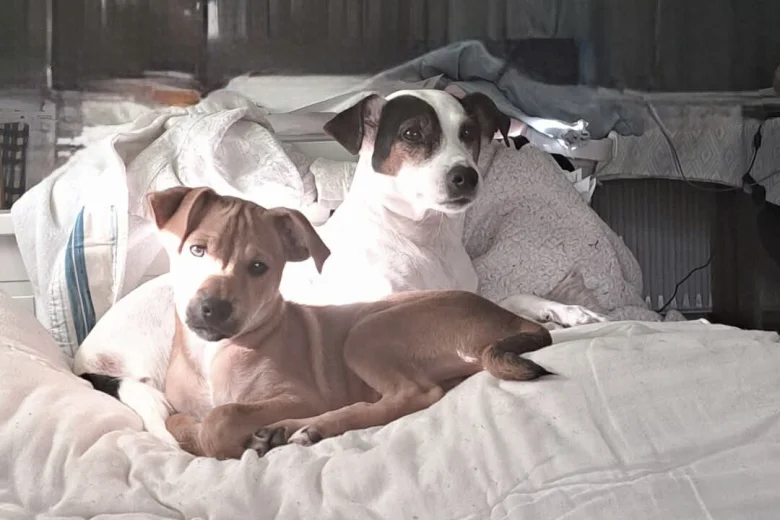 Mixed Breed