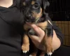 Mixed Breed