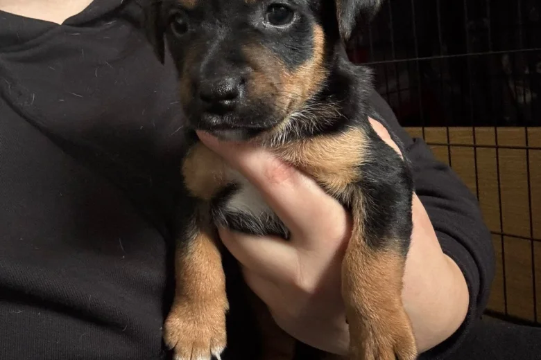 Mixed Breed