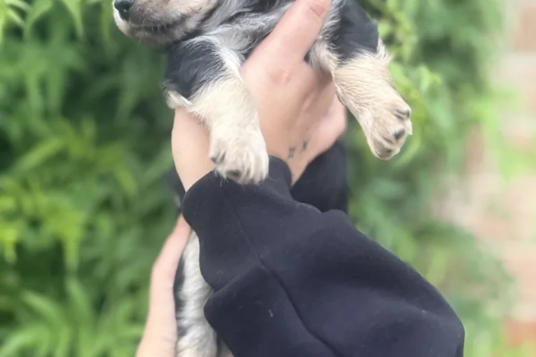 Chihuahua