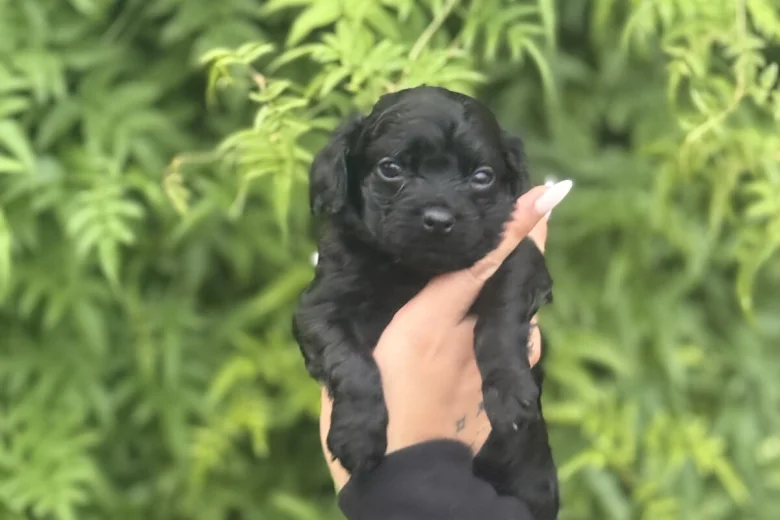 Chihuahua