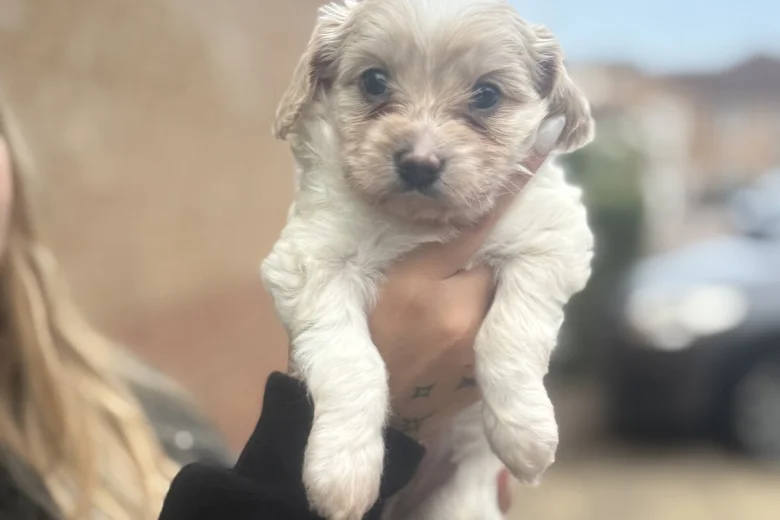 Chihuahua